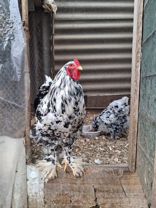 Яйцо Брама инкубационный