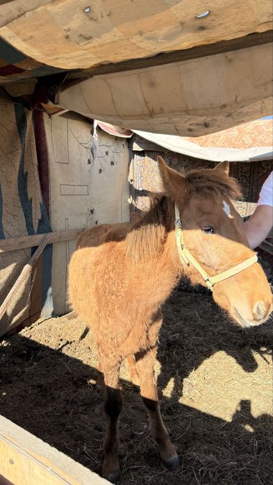 Буаз бие мен тай