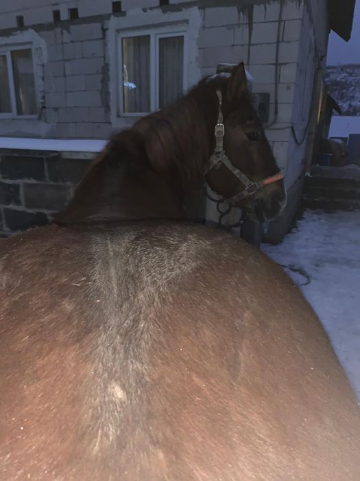 Pereche de cai se face schimb cu un cal mare se mai dă diferența