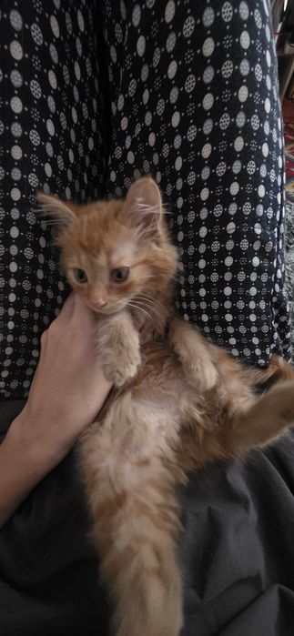 Котенок! У лотку приучен