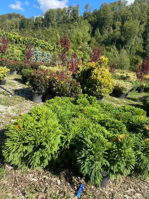 Plante Decorative pentru Curte si Terasa