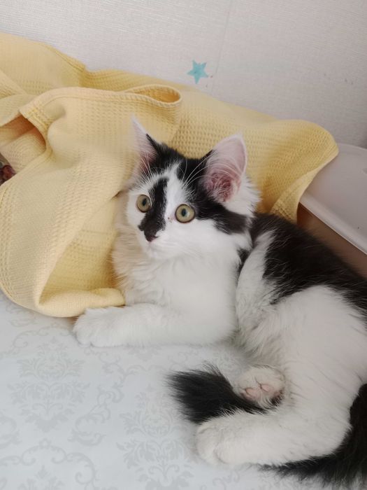 Котик 3 месяца ласковая девочка.