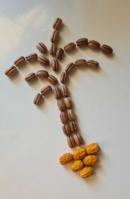 Семена от студоустойчива палма