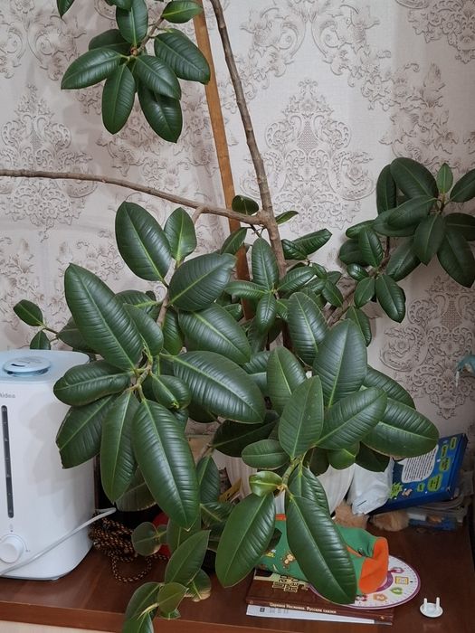 Домашние  цветы .