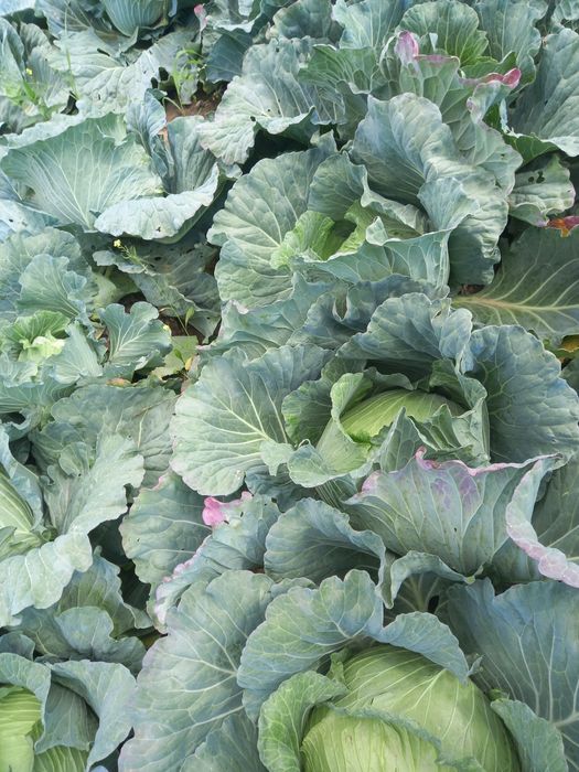 Varza plata și rotunda