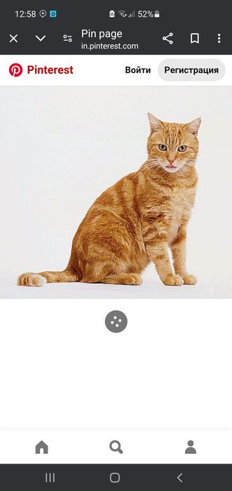 Mushik  sotiladi zotdor Arabiskiy Mau