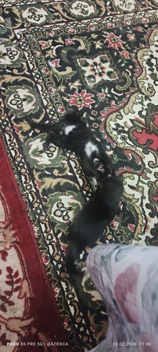 Котята породистые