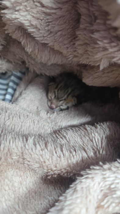 Котёнок-бенгал, девочка