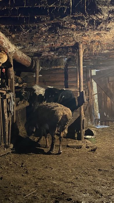 Қойлар сатылады