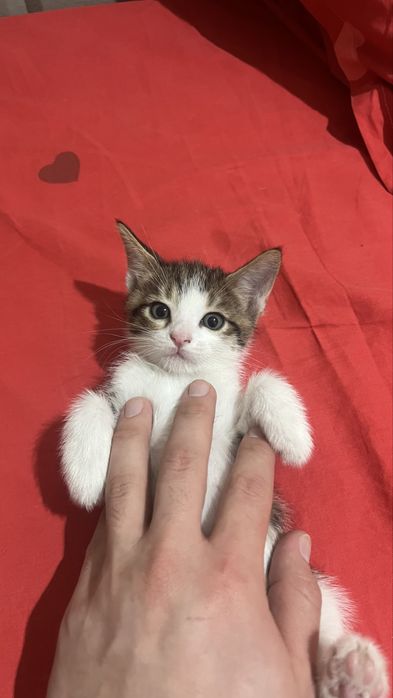 Xadiyaga bervoriladi tekinga