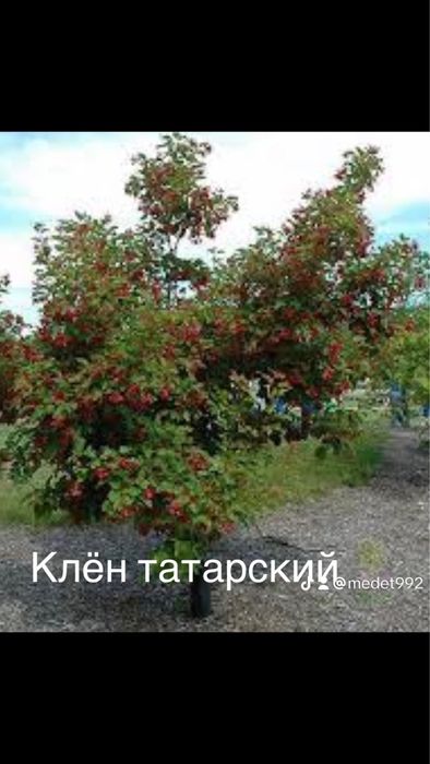 Тополь, ясень, ива, рябина,клен,липа