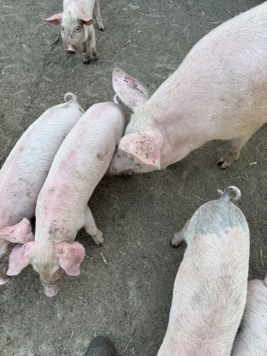 Продавам малки прасенца