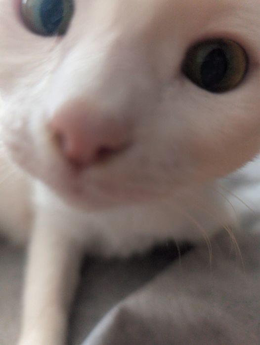 Muna cauta domiciliu permanent - Adoptie