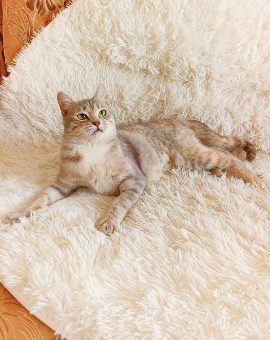 Кошечка кошка котенок