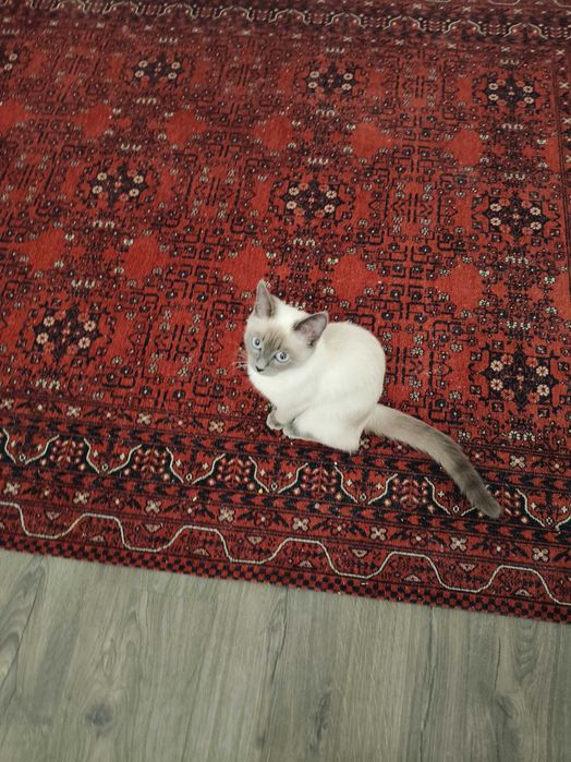 Кошечка сиамская