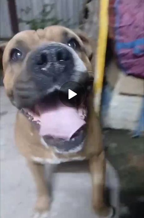 Барон ищет дом!!!