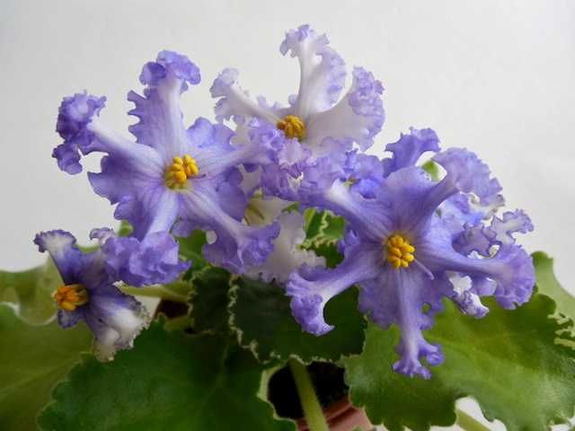 Фиалки (стартёры)
