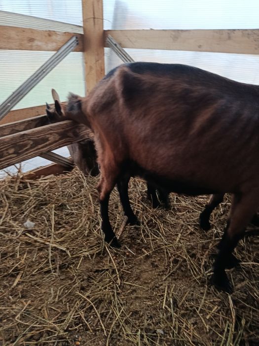 Pereche capre alpine francez cu pedigree