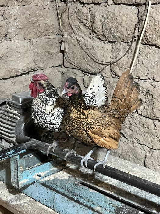 1 пар сибрайт сатылады