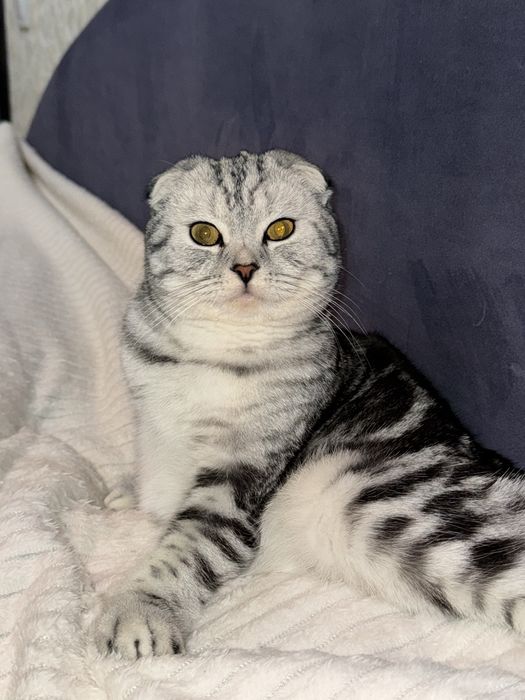 Вязка с вислоухим британским котом