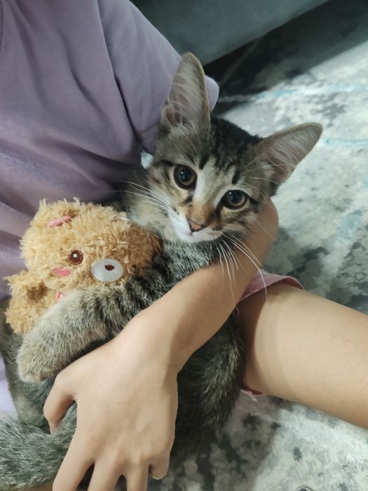 Отдам в добрые руки котика Срочно