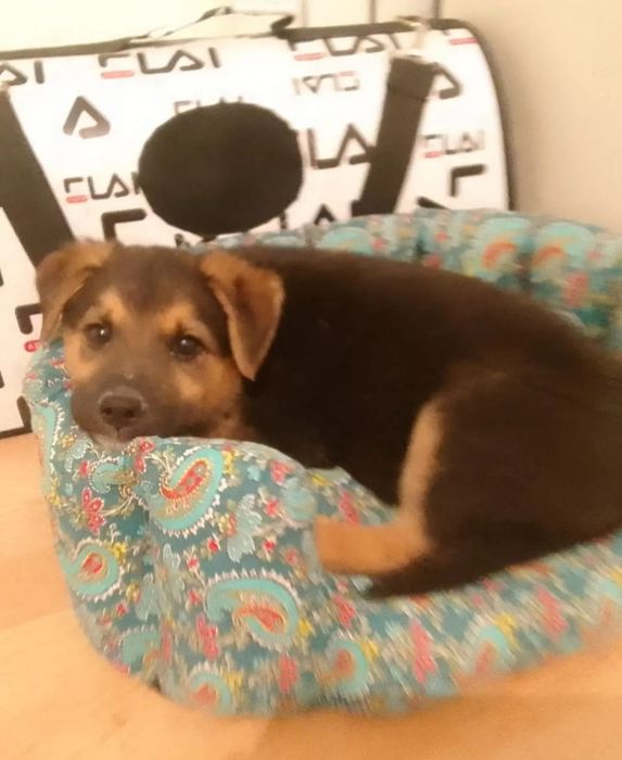 Присмотр и уход за животными