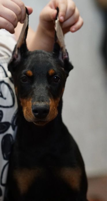 Продам щенков добермана