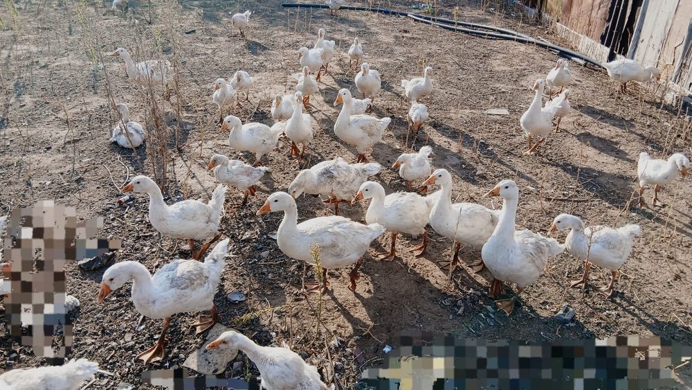 Продам гусей 4000