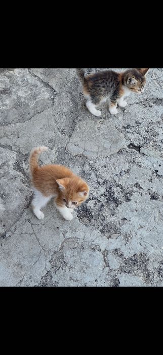 Подарявам котета