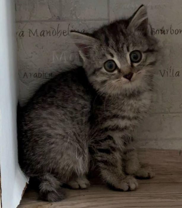 Котенок Мальчик