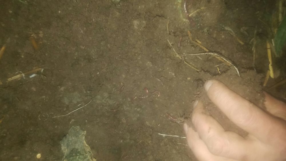 Калифорнийский черв. Метр квадрат