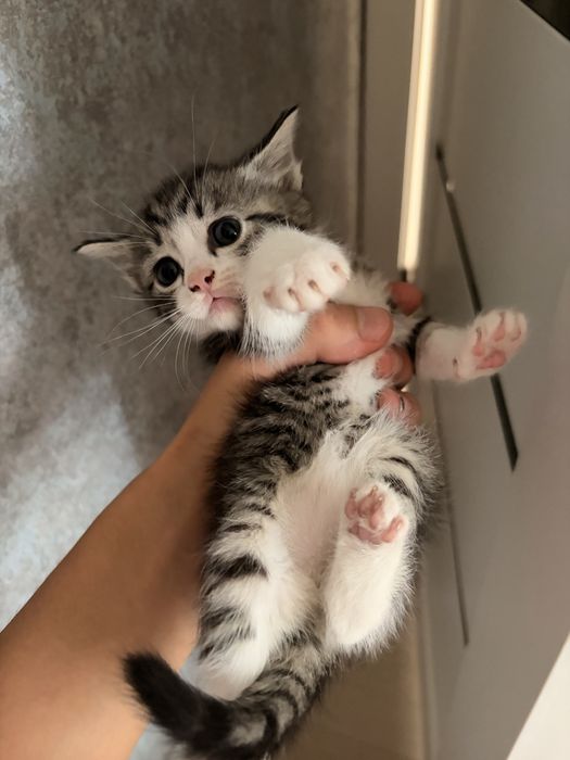 Котятя в добрые руки