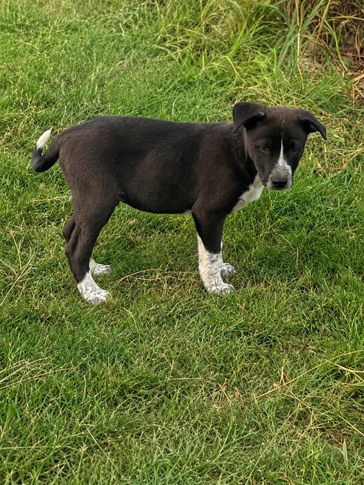 Donez câine corcitură Amstaff