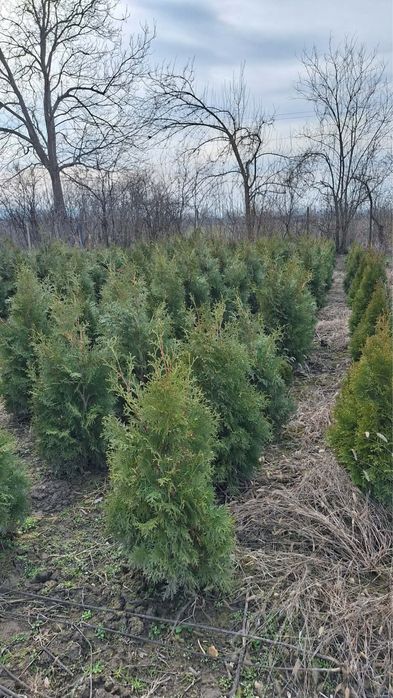 Туя, западна смарагд