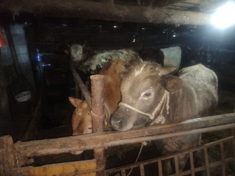 Ассалаумағалейкум оптом бука сатамын