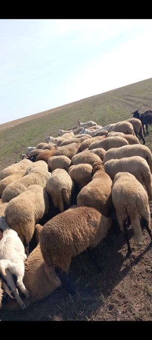 Vând oi și capre sau schimb cu vaci‼️