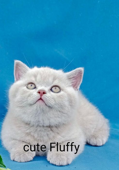 Питомник Cute flyffy котята