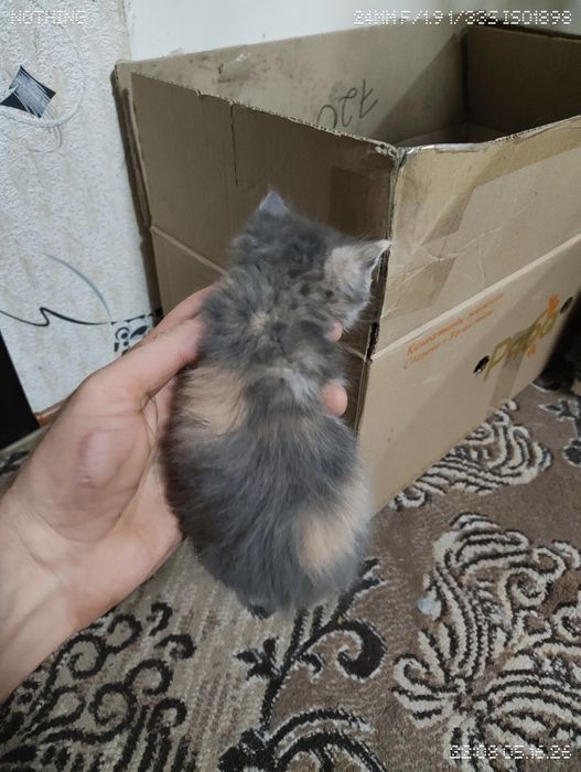 Котята очаровашки