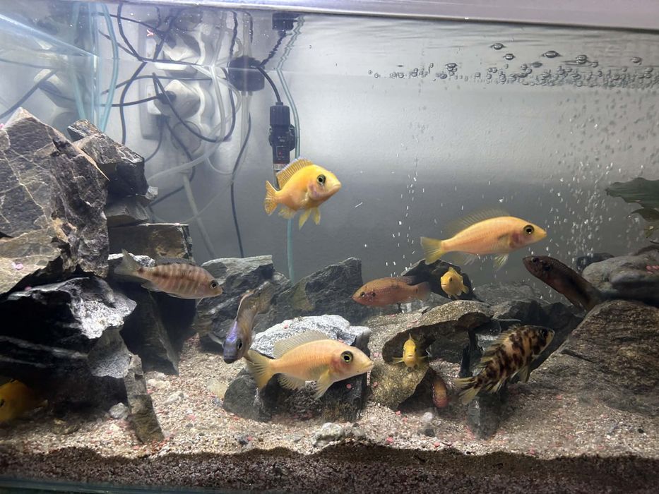 Vand Acvariu de 80x46x32