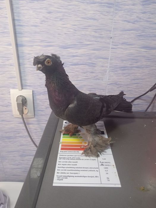 Кабутар ГОЛУБИ , кафтар , куш