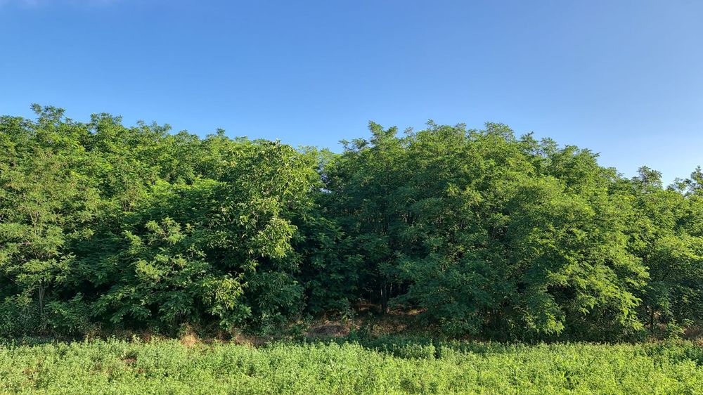 Casă și gradina-Draxeni com.Rebricea jud.Vaslui