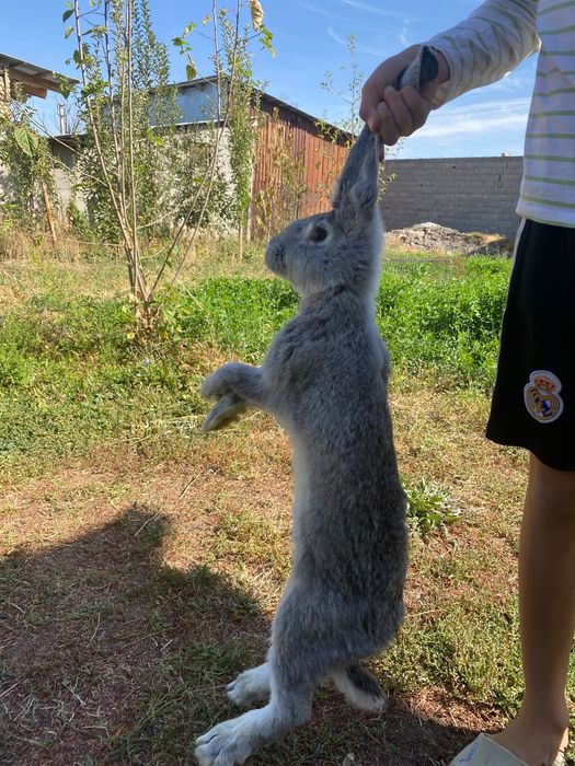 Кояан Гигант парода