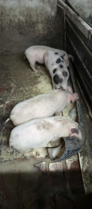 Прасенца за продаване