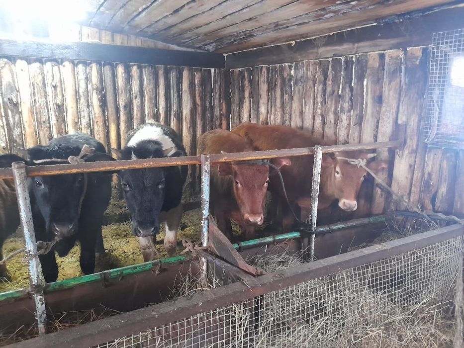 Продам телок с откорма