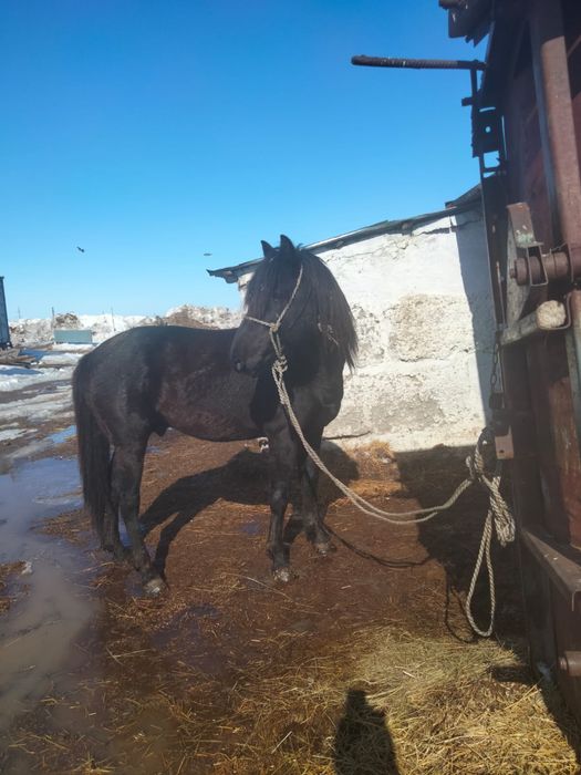 Продаётся Жеребец,Айгыр