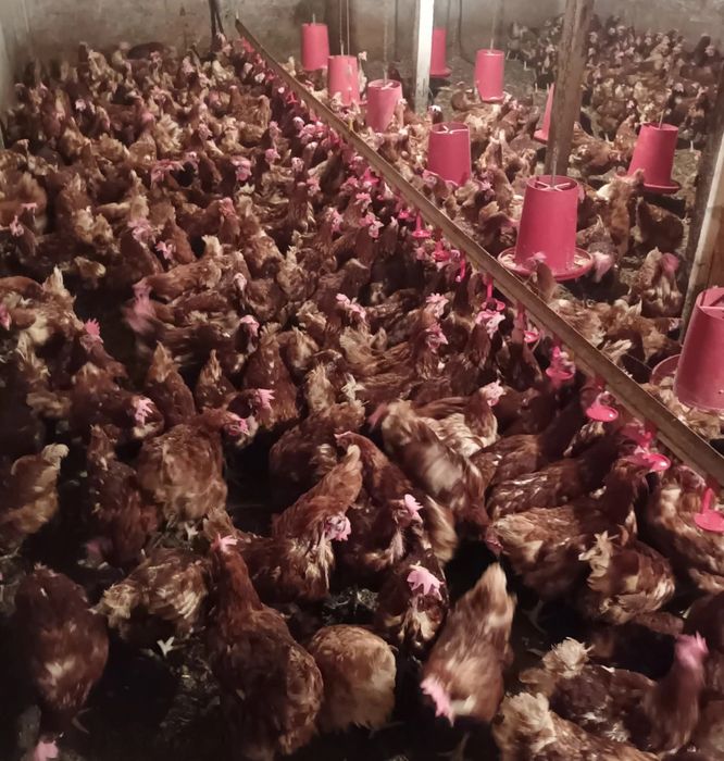 Vindem gaini de oua in toata tara