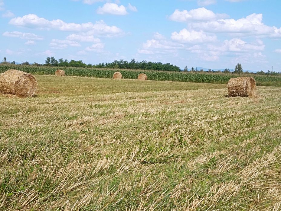 Vând baloți de paie