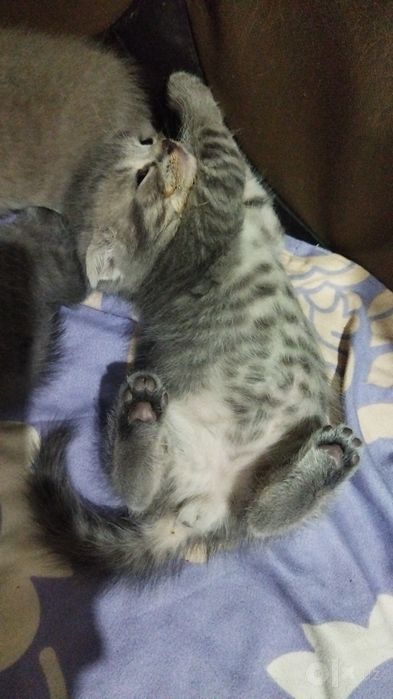 Продаются шотландские чистокровные котята