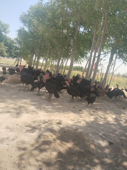 Kurka Tovuq mol bozor