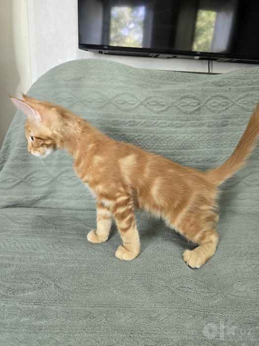 Коттята мейн кун, 2.5 месяца, мальчики и девочки